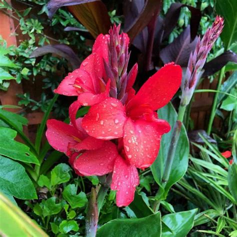 Canna Lily Care: Plant, Growing And Care For Canna Lilies