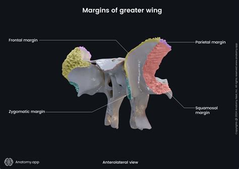 Sphenoid bone | Anatomy.app