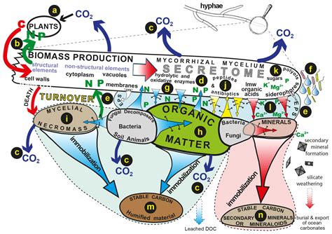 Image result for Biological Classification Question Rashmita Sing