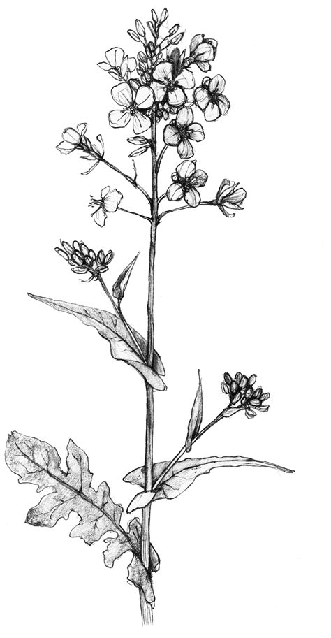 Wild about brassica- how to identify and eat wild turnip and wild mustard in Australia — Wild ...