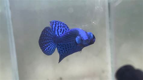 Alien Betta Fish 的图像结果