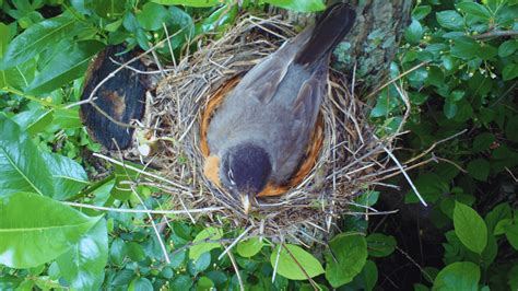 Spotlight on Izel Native Plants - PerfectEarth