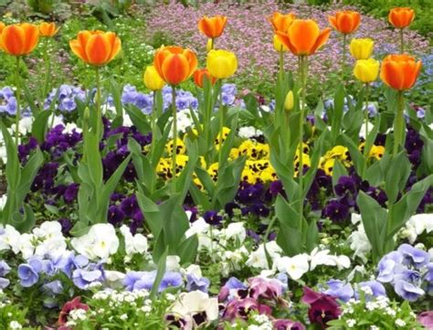 Image result for Problem Solution Based