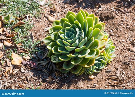 Echeveria Elegans Succulent Plant in Desert Garden Stock Image - Image ...