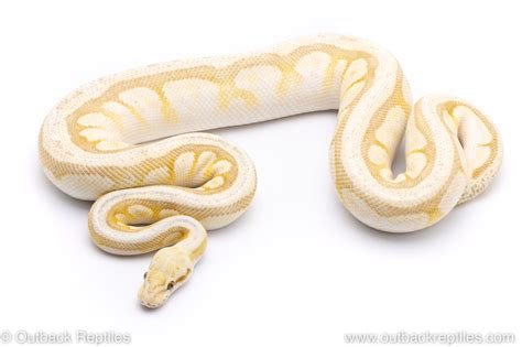 Image result for Queen Bee Ball Python
