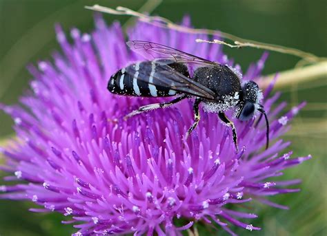 What is pollination? - The Australian Museum