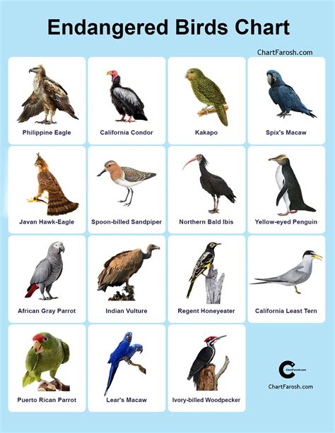 #1 Most Endangered Birds Chart with Pictures