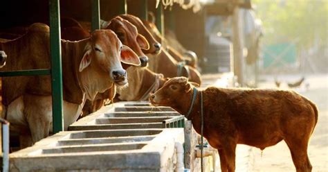 Beejom Farm | WhatsHot Delhi Ncr
