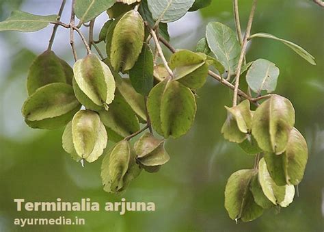 Arjuna Benefits in Hindi: अर्जुन व अर्जुन छाल के फायदे, उपयोग, नुकसान ...