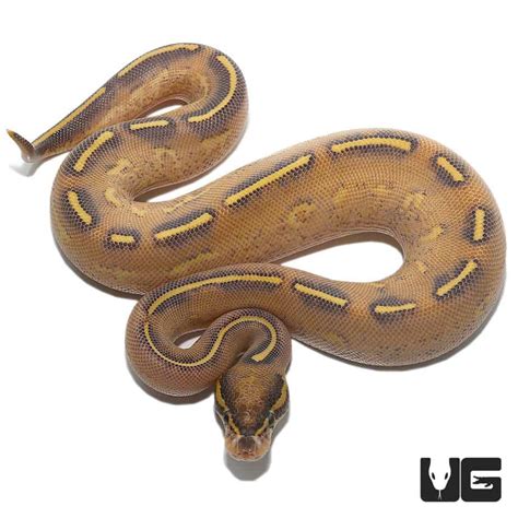 Highway Ball Python 的图像结果