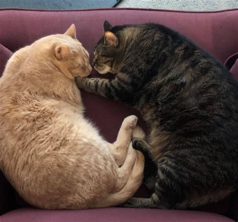 Tabby Cats For Sale | Columbus, OH #514939 | Petzlover