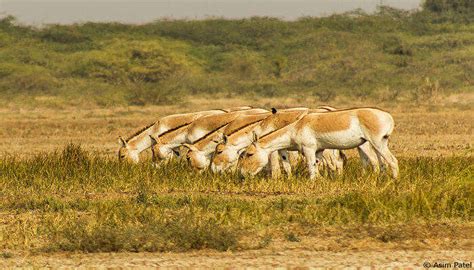 15 Best Wildlife Sanctuaries In Gujarat For The Nature Lovers In 2026!