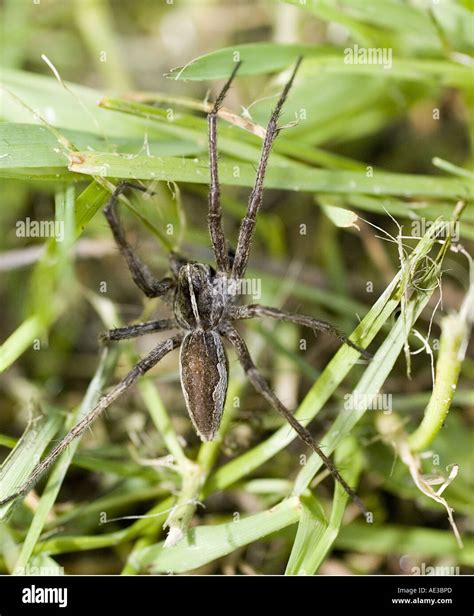 Grass funnel weaver Spider 1 Stock Photo - Alamy