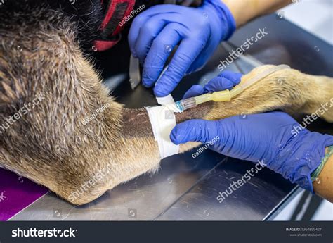 Intravenous Catheter Cephalic Vein Dog Preoperative Stock Photo ...