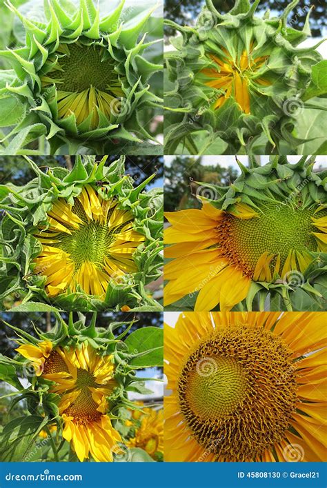 Sunflower growth stages stock photo. Image of floral - 45808130