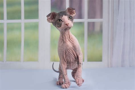 6 Types of Hairless Cats and How to Care For Them | PetMD