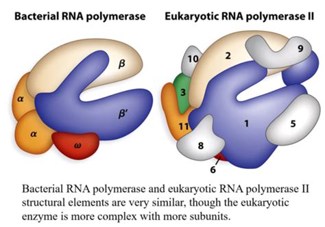 RNA Polymerase Structure 的图像结果