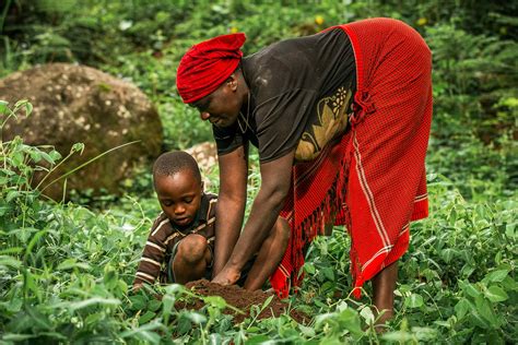 How to support – The Art of Forests