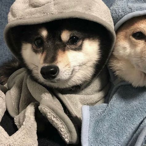 Cute Dogs in Hoodies and Blankets