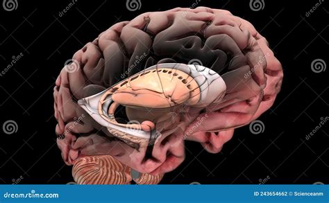 Image result for Brain Decimation