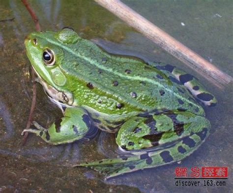 Green frogs 库存图片. 图片 包括有 绿色, 工厂, 青蛙, 爱好健美者, 敌意, 通配, 立陶宛 - 43979461