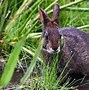 Image result for Baby Marsh Rabbit