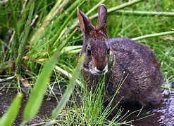 Image result for Marsh Rabbit No Background