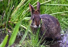 Image result for Marsh Rabbit Range
