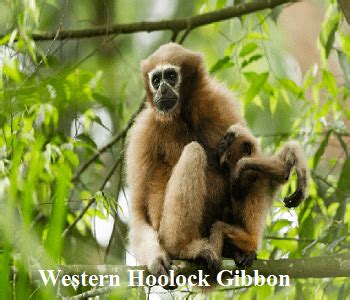 Endangered Species Day 2023: List of 5 Endangered Species in India