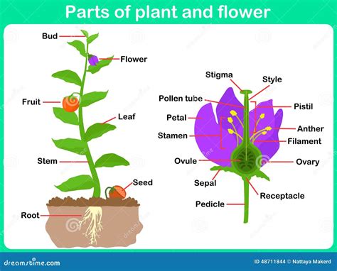 Leaning Parts Of Plant And Flower For Kids Stock Vector - Image: 48711844 - parts of a flower
