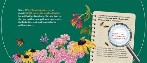 Image result for Insect Pollination Poster