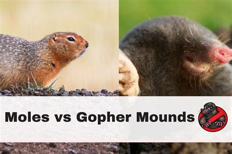 Moles Vs Gopher Mounds