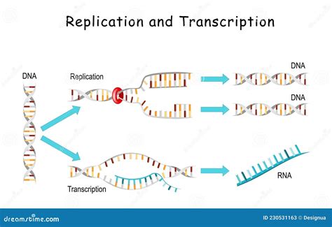 DNA Transcription. DNA And RNA Structure Double Helix Colore On Black ...