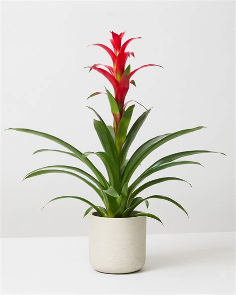 Scarlet Star Plant | Guzmania Rostara | The Stem