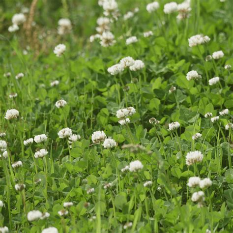 Wild White Clover Seeds - Trifolium Repens - Kent Wildflower Seeds