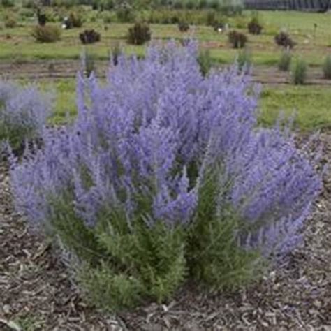 Russian Sage