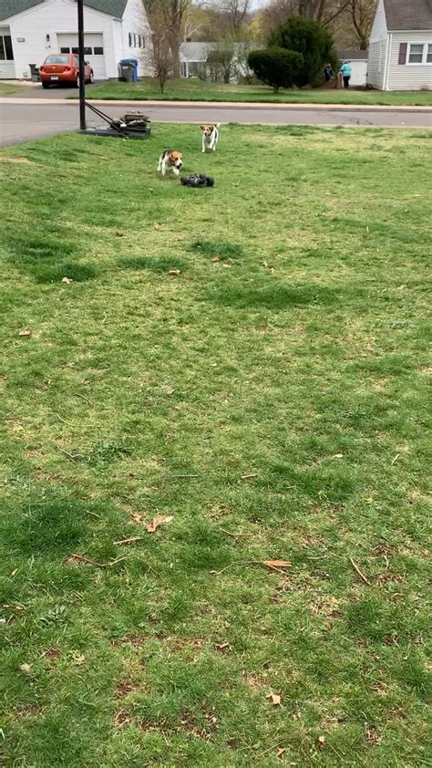 Image result for Beagles Chasing Remote Control Car