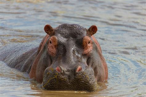 Image result for Hippo vs Python