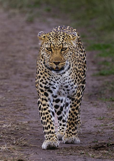 Leopard Gecko Patterns 的图像结果