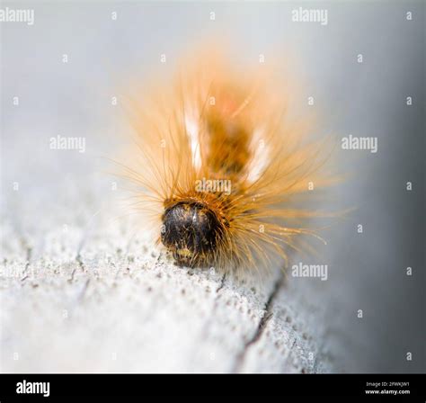 Brown tail moth hi-res stock photography and images - Alamy