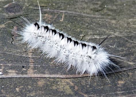 CURRENT EVENTS: Venomous Black and White Caterpillar