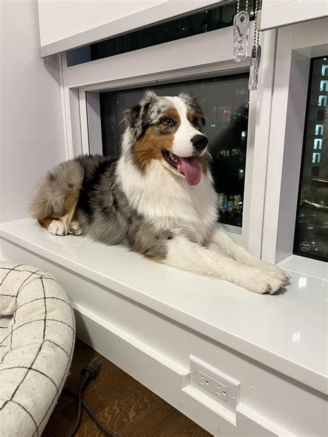 Is this early gingivitis on his canine? I brush regularly but might have missed a few weeks due ...