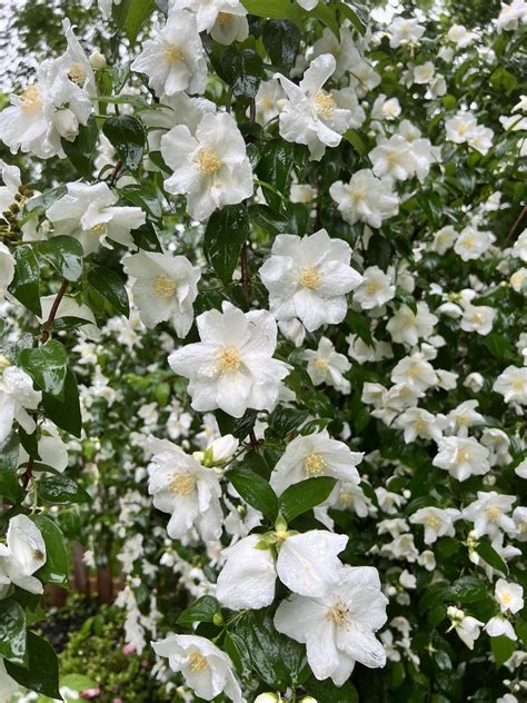 Mock Orange shrubs resilience. : r/photographs