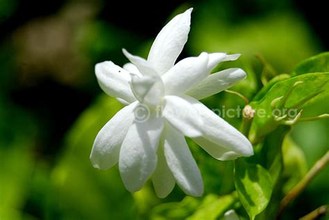 Flowers by Name-J-Jasminum Auriculatum, Jacarandas,Jasminum Multiflorum