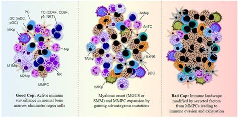 Good Cop, Bad Cop: Profiling the Immune Landscape in Multiple Myeloma