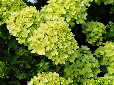 15 Dwarf Hydrangea Varieties For Small Yards