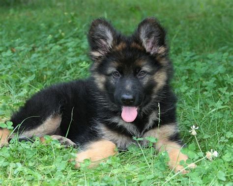German shepherd puppy @Missy Shaffer | German shepherd dogs, German ...