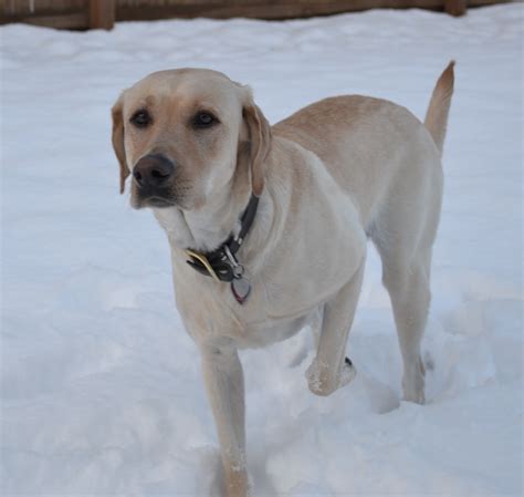 Labrador Retriever Hunting Dogs 的图像结果