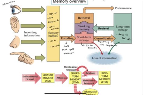 Image result for Transactive Memory Quizlet
