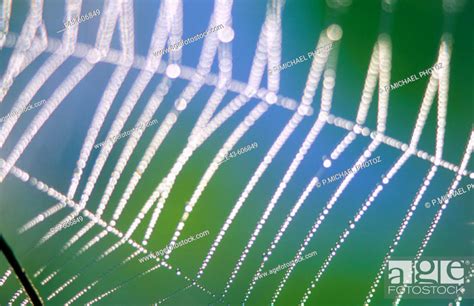 Spider web, Stock Photo, Picture And Rights Managed Image. Pic. E43 ...